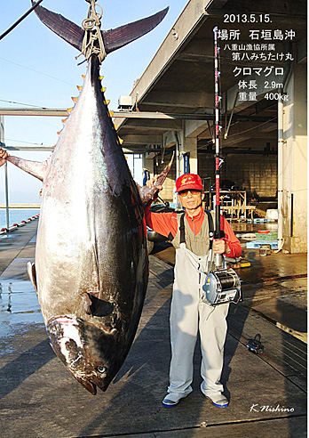 2013.5.15石垣島沖で釣れた400kg超えのクロマグロと西野さん
